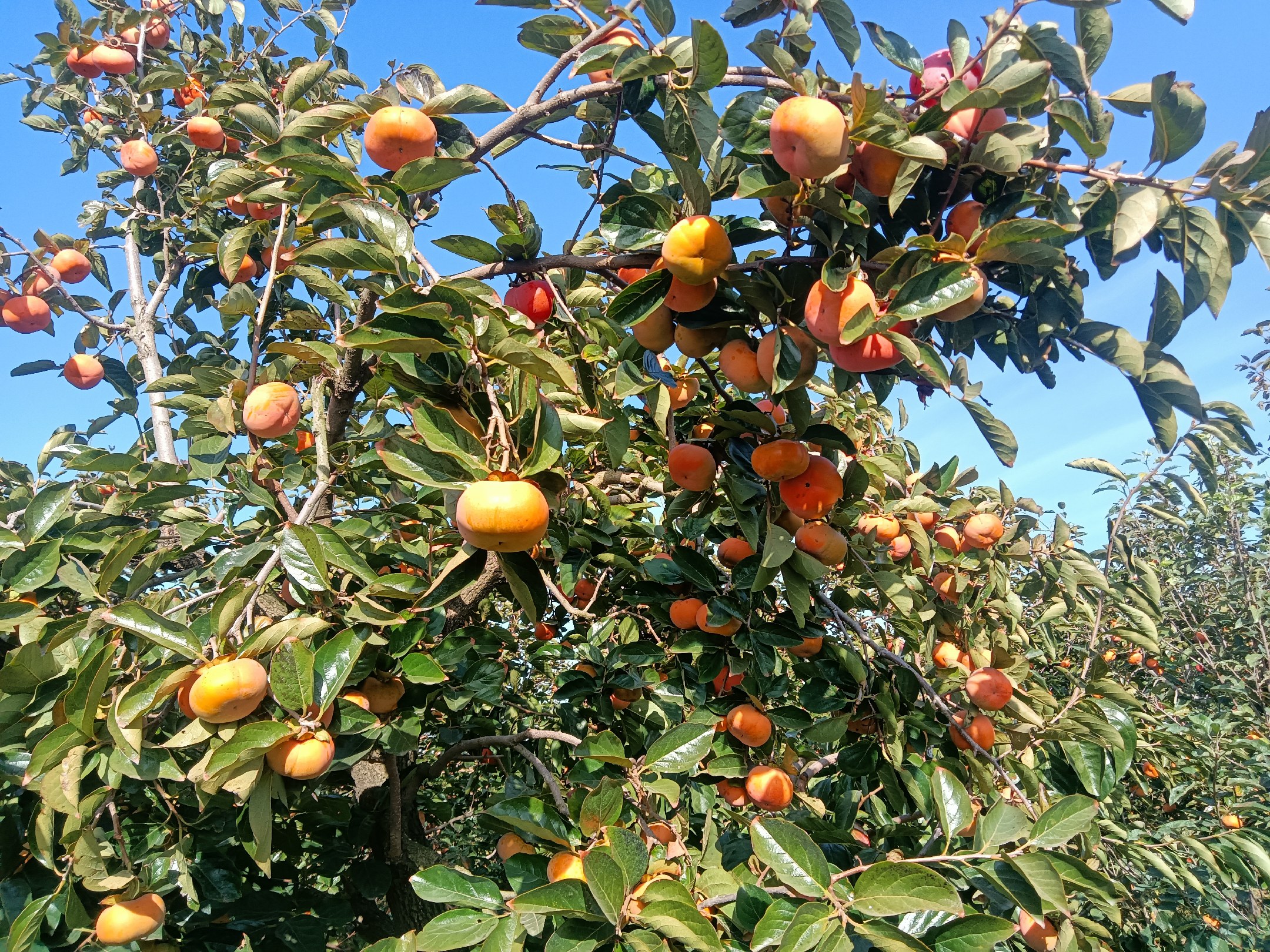 富阳山区柿子园航拍图