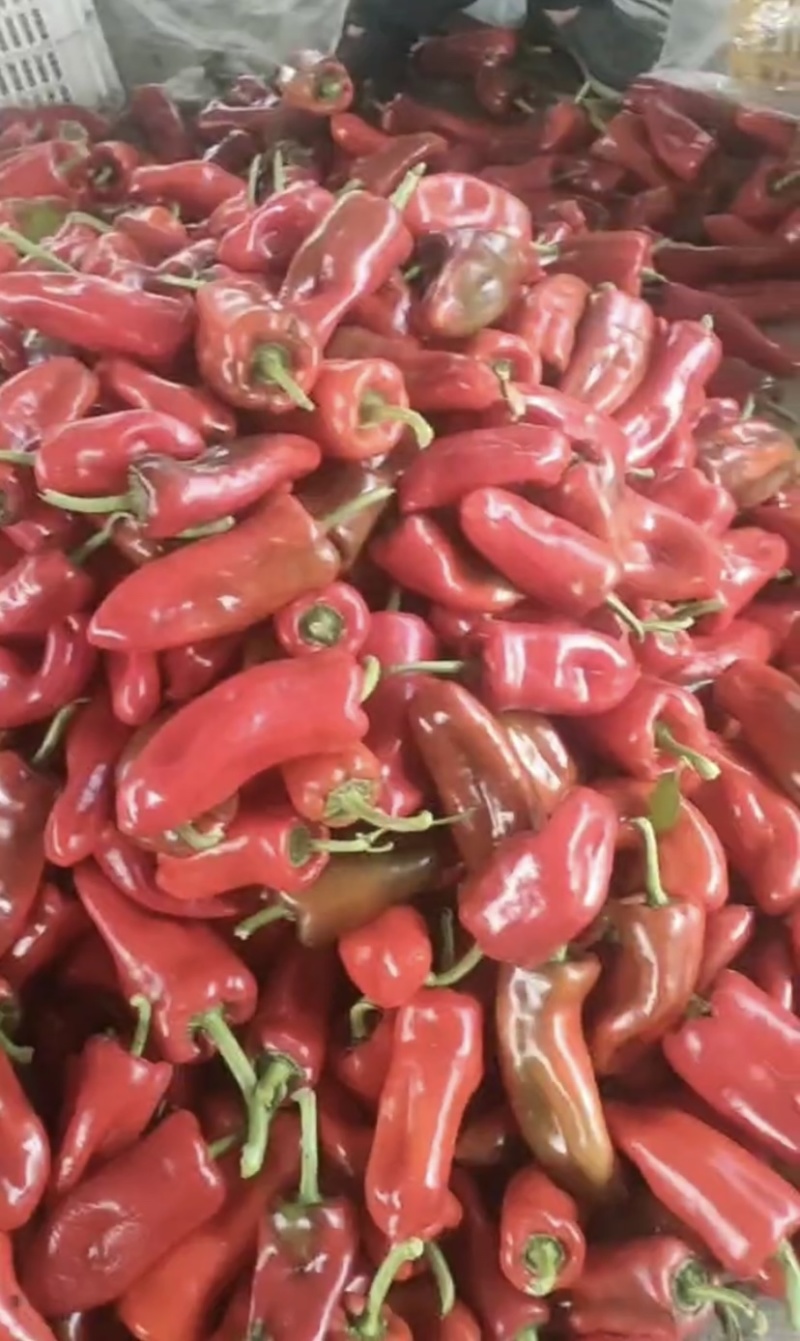 商河泡椒鲜辣椒 价格优惠来电订货产地直发一手货源质量保证