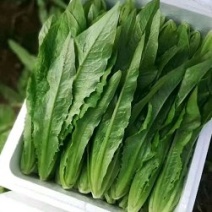油麦菜，山东油麦菜，产地一手货源，质量保证，欢迎来电咨询