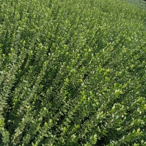 直立卫矛高度50欢迎选购，质量保证，