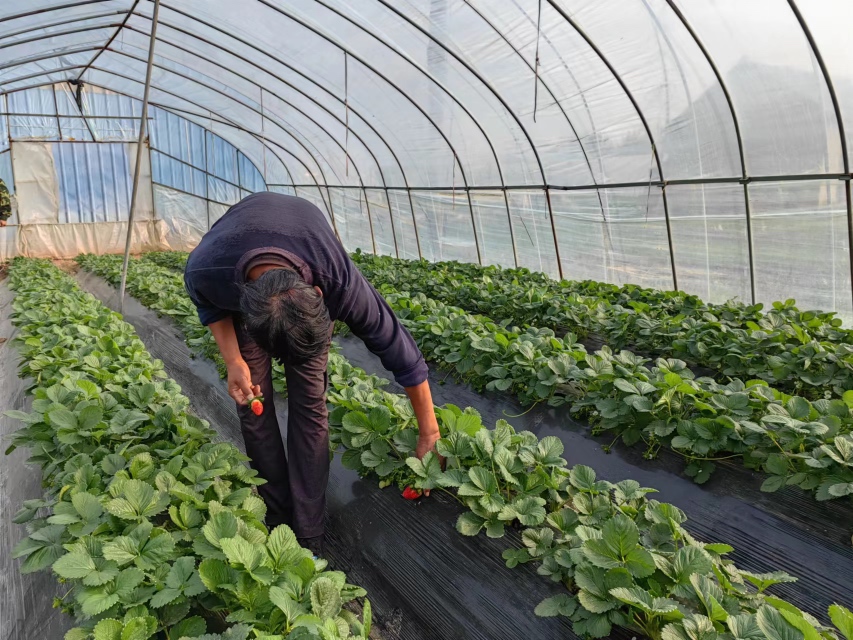 奶油草莓采摘场景