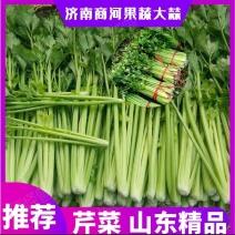山东精品芹菜万亩暖棚芹菜大量上市中色泽鲜亮口感好
