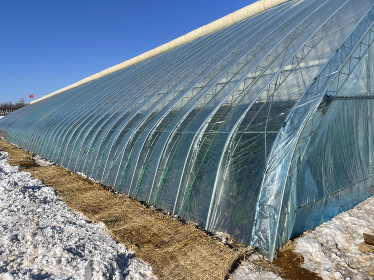 红颜草莓初雪景观