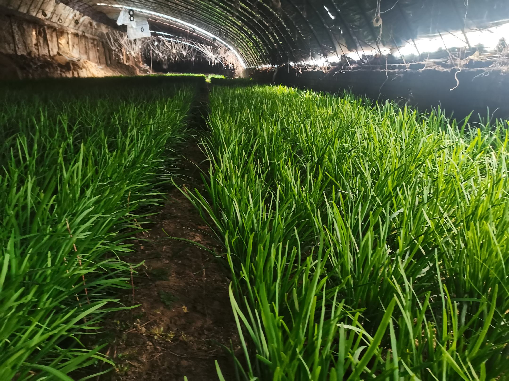 展示农民正在对韭菜进行病虫害防治及田间管理操作的现场照片 韭菜田间管理现场图