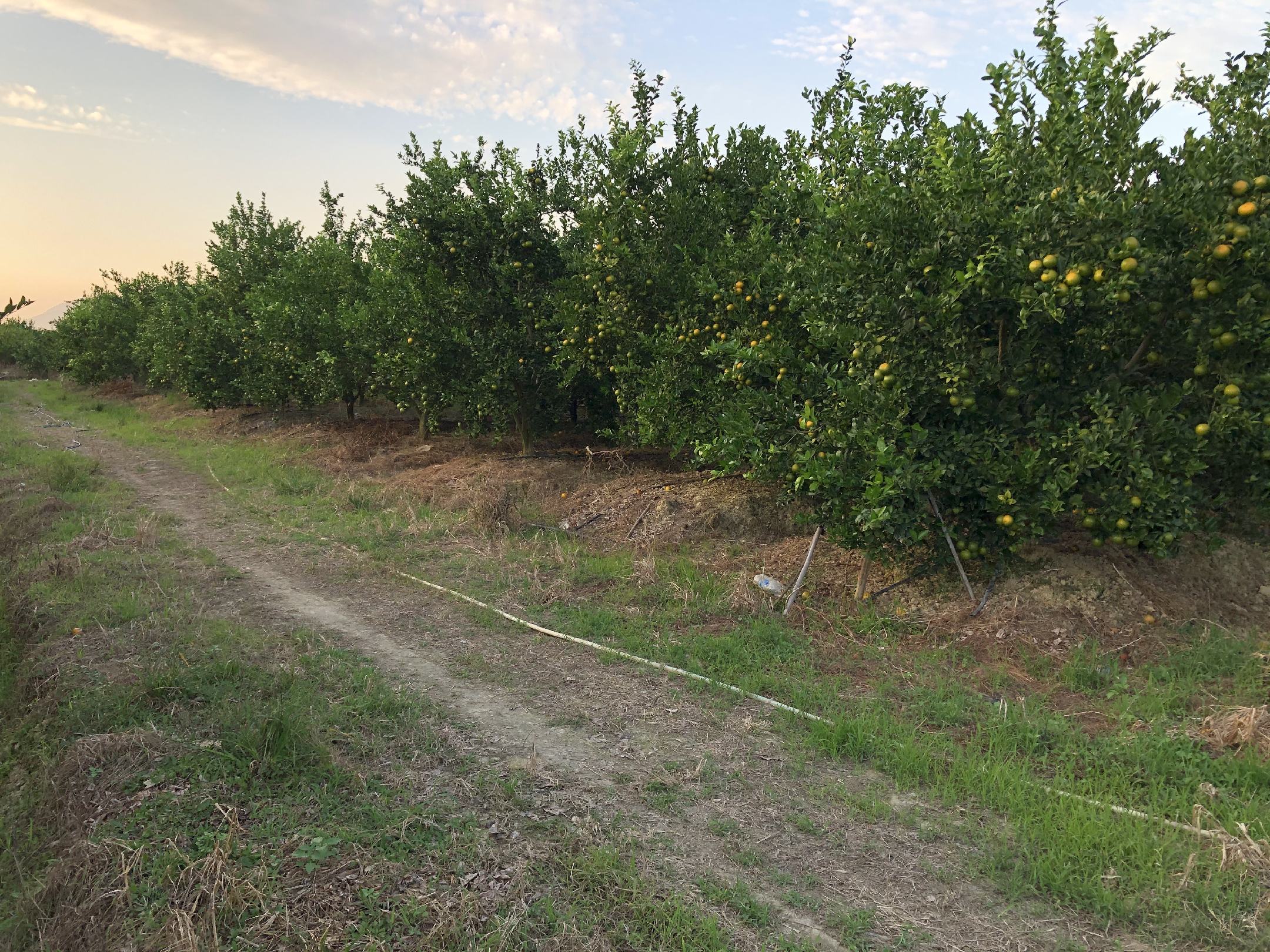 一片金黄的皇帝柑果园,果树上挂满了成熟的果实 皇帝柑果园