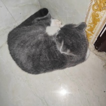 英短蓝猫