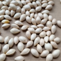 银杏白果