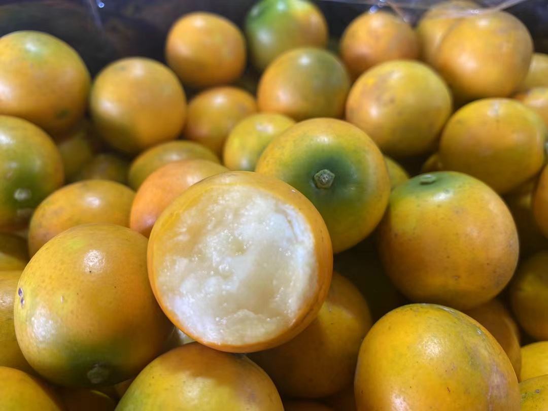 脆皮金桔果实特写