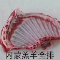 【羔羊排】当地草原羊羔羊全排！标准一件19斤！烧烤必备！
