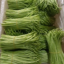 精品藜蒿