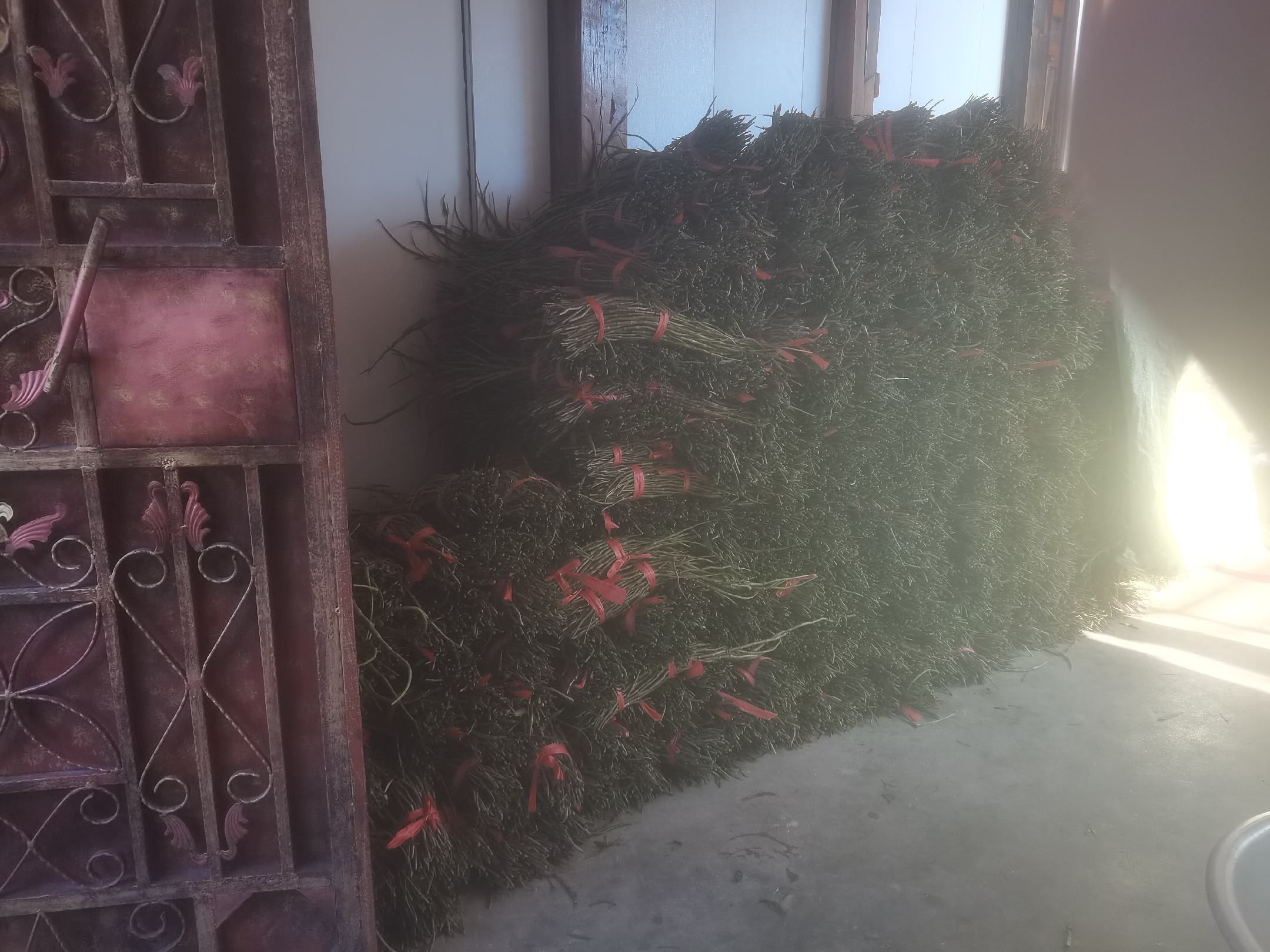 云南景东县的西瓜红石斛种植基地,云雾缭绕,环境优美 西瓜红石斛种植基地