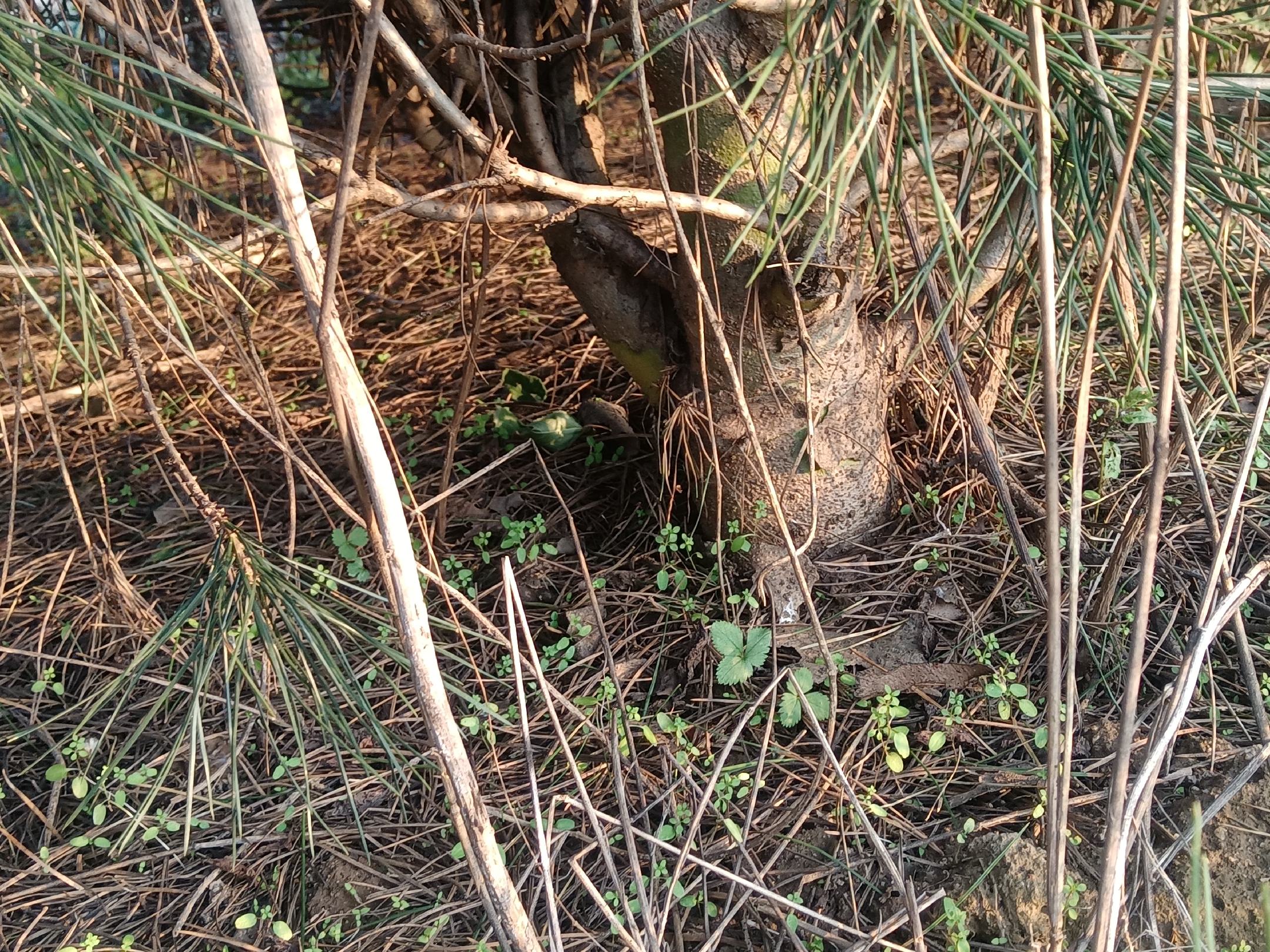 白皮松树干与自然环境