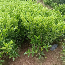 广东普宁大量非洲茉莉布袋苗基地直销五万株
