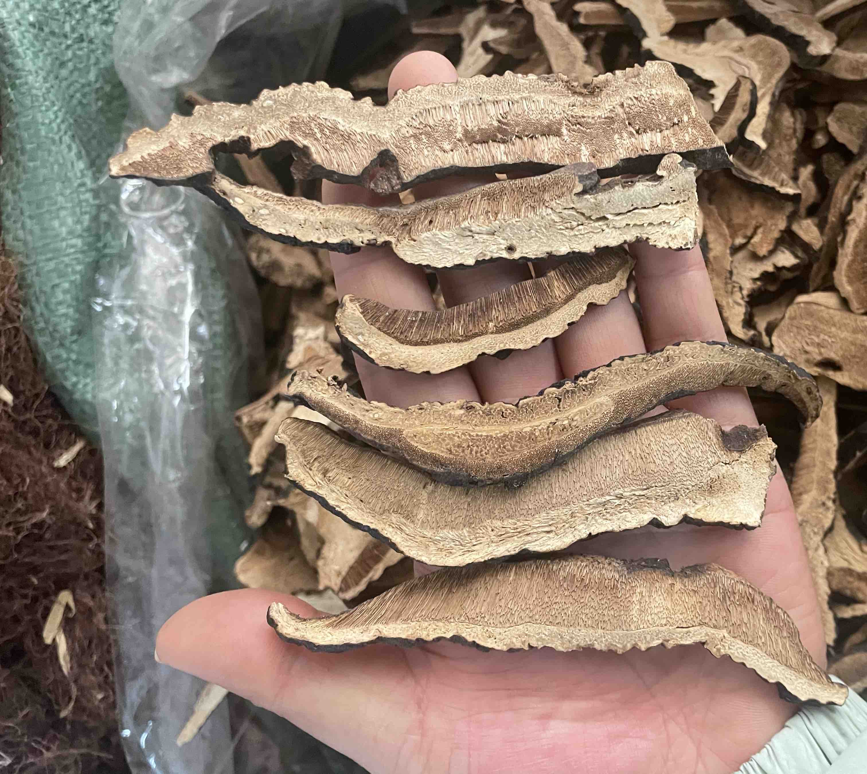 高清微距摄影:左侧为切片干燥黑灵芝子实体粉末(深紫黑色,颗粒细腻带金属光泽),右侧为桑黄子实体粉末(棕褐色,质地略粗粝呈纤维状),中间为1:1混合粉末(均匀深褐色),置于白色陶瓷药匙中,背景为实验室级电子天平与标准药典筛网 黑灵芝与桑黄粉末配伍示意图