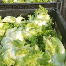 儿菜基地，儿菜头大量有货价格便宜保质量代发代收