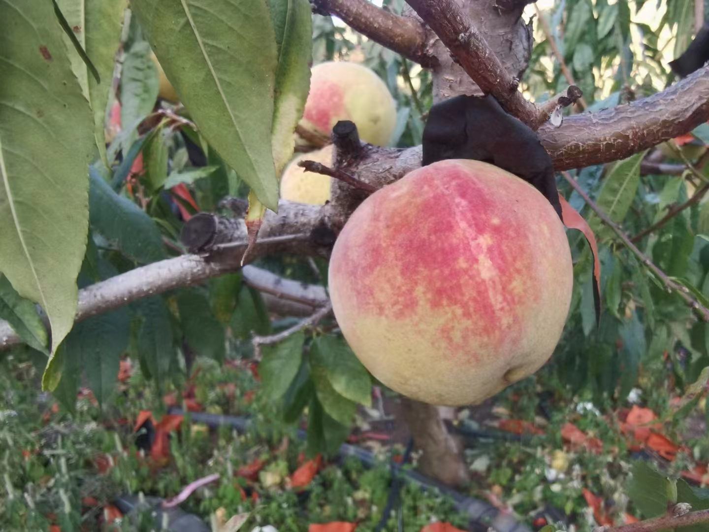 冬桃果园丰收景象