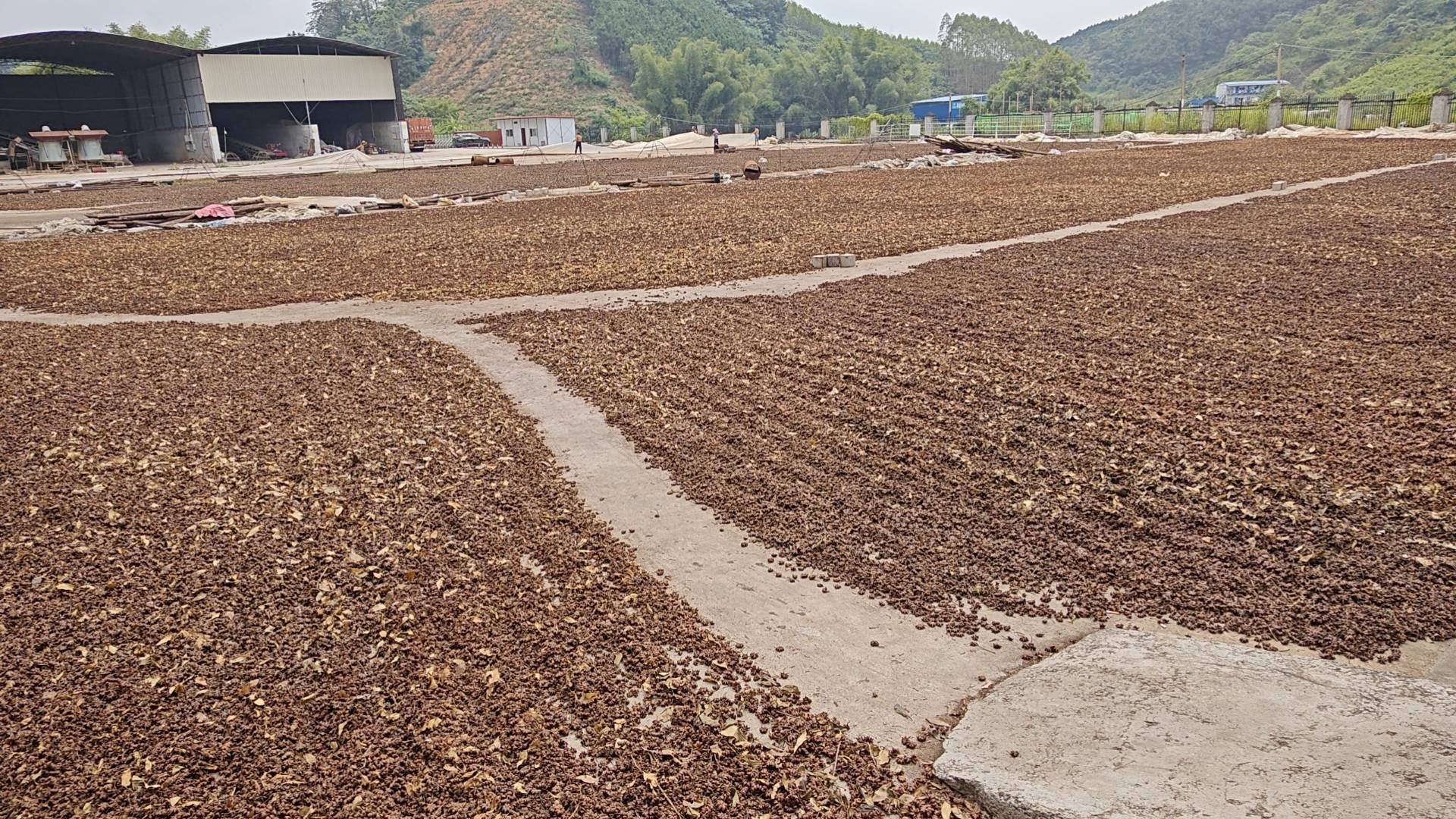 美八苹果加工现场