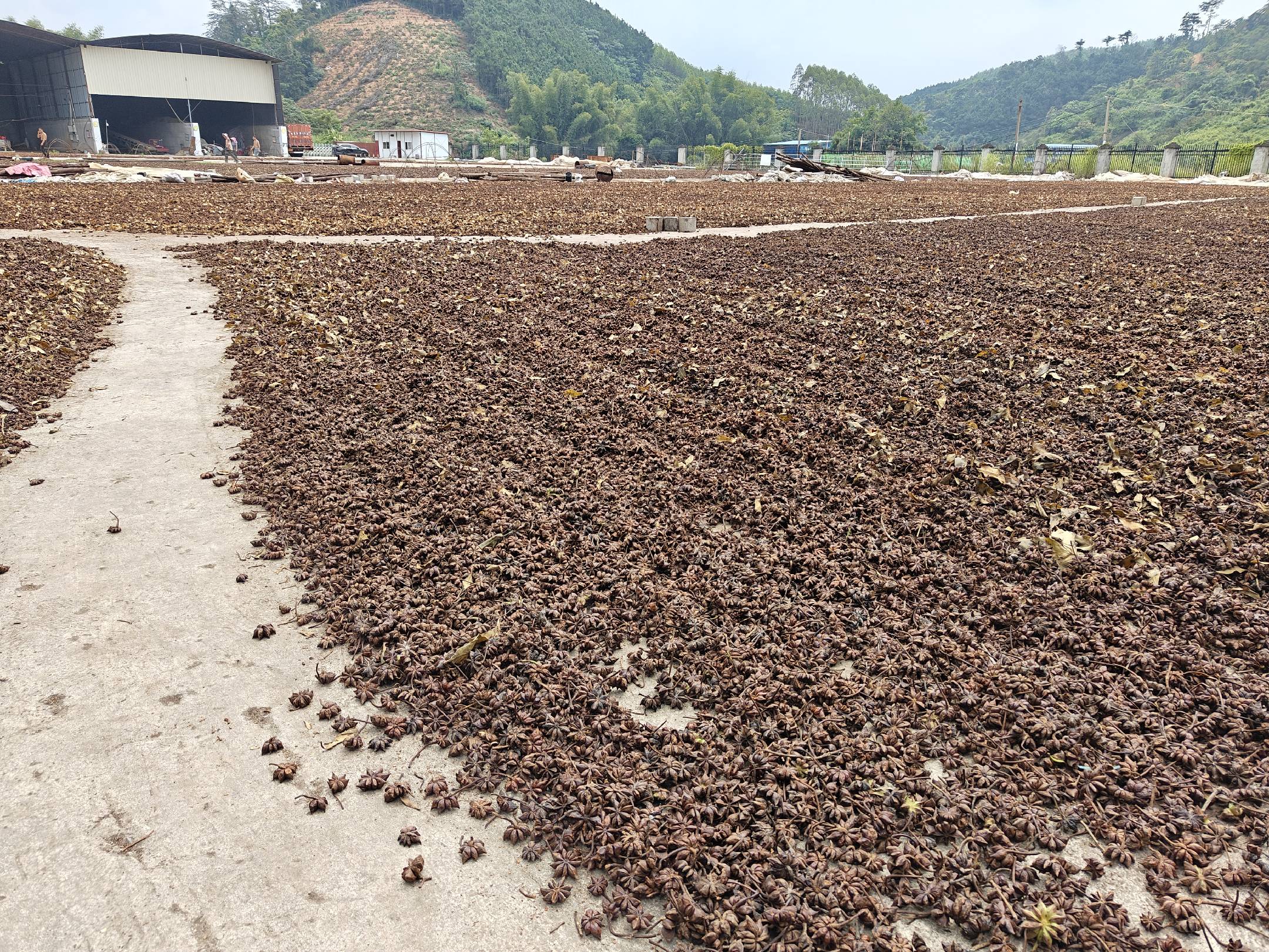 八角根在阳光下晾晒的加工场景,展示传统处理方式 八角根加工场景图