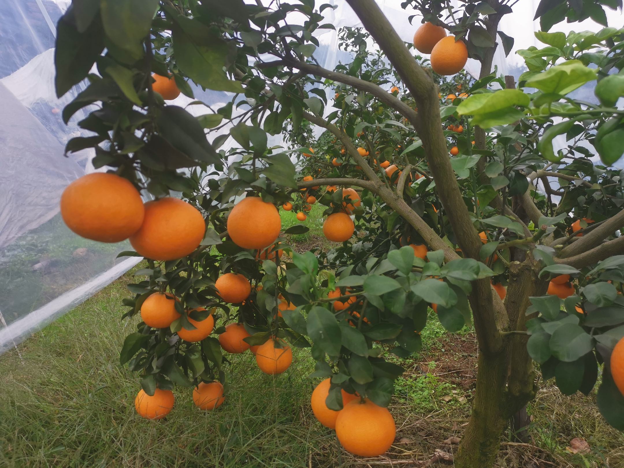 展示爱媛橙与脐橙种植园的环境与植株差异,反映不同栽培管理方式 爱媛橙果园与脐橙果园对比图