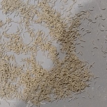 孜然孜然添加料孜然粉