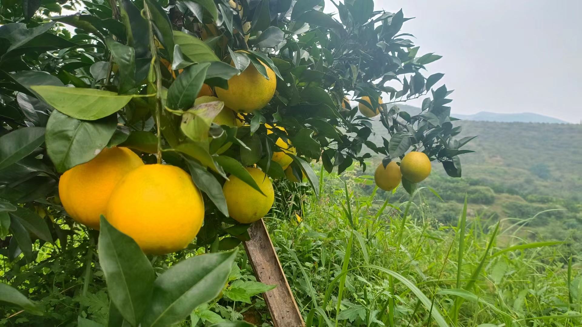 一片阳光充足的山坡果园中,成排的纽荷尔脐橙树挂满金黄色果实,果皮光滑油亮,部分果实已被套袋保护,农民正在田间检查成熟度,背景为江西赣南丘陵地貌 成熟纽荷尔脐橙果园实景图