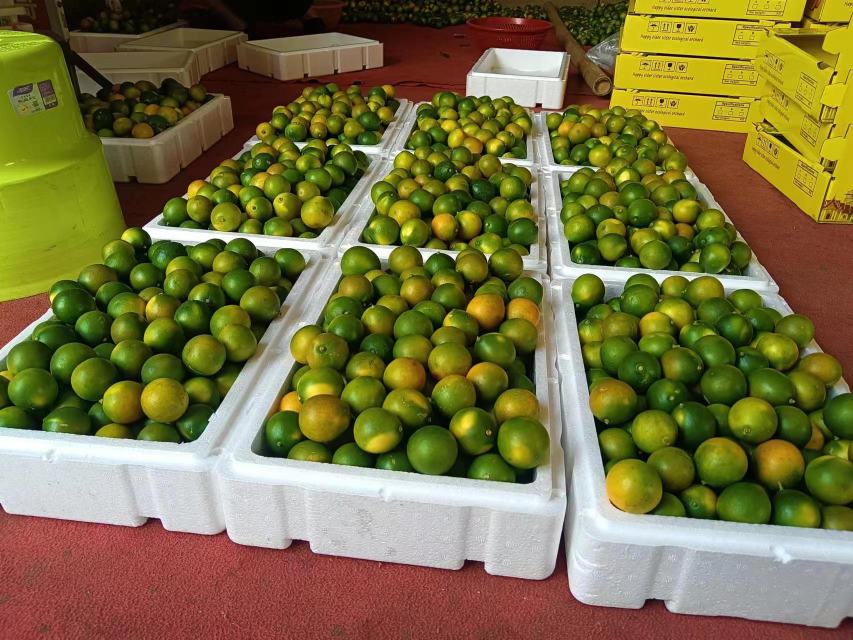 金桔焯水过程示意图