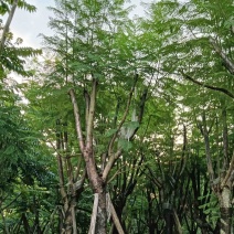 蓝花楹10至18公分广东普宁基地直供