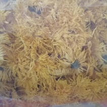 黄山金丝菊，（品质可靠，货真价实）