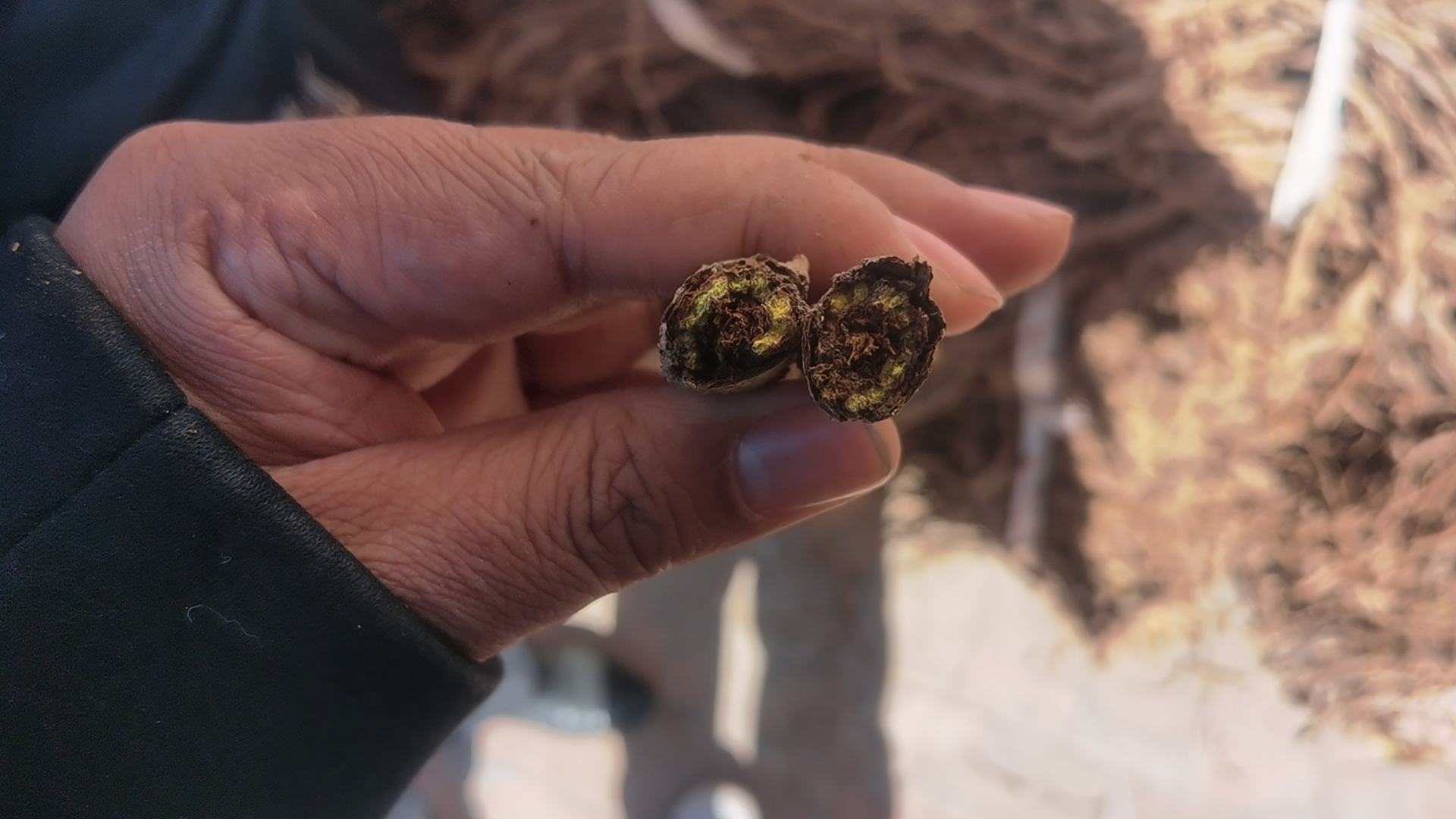 黄芩根横切面显微结构示意图