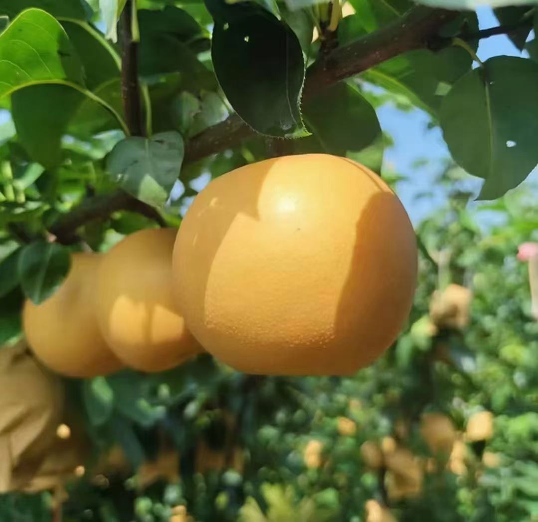 果园中的秋月梨挂果实景