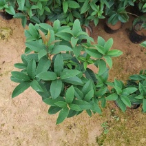 福建省种植桂花批发基地欢迎新老客户来实地考察