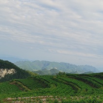 湖南张家界莓茶
