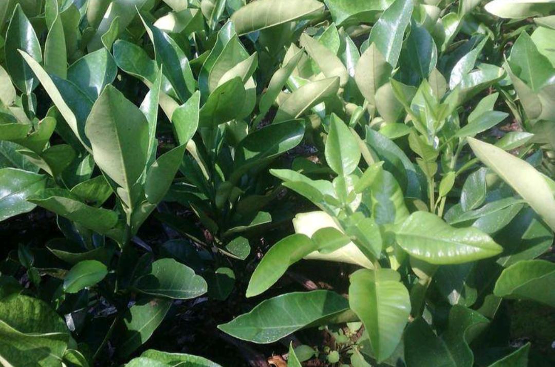 红心蜜柚树在果园中生长的景象