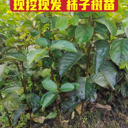 浙江巧克力柿子树苗产地行情