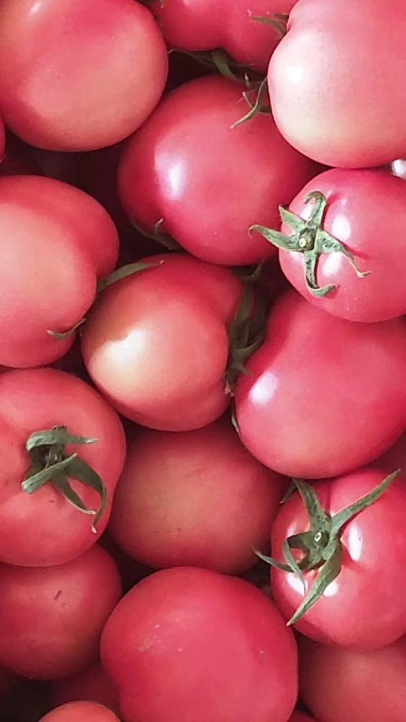 硬粉西红柿老店推荐山东硬粉专业产地代办按需定制欢迎联系