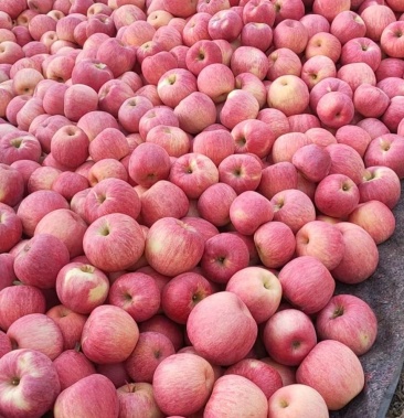 寒富苹果富士苹果