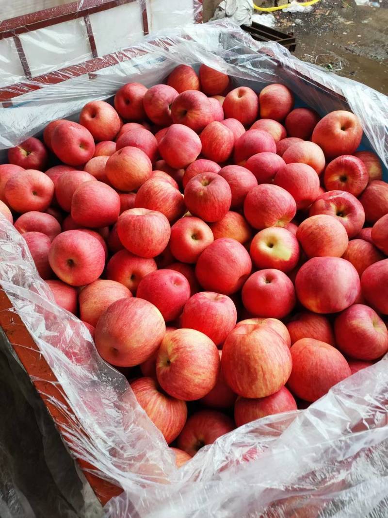 寒富苹果富士苹果