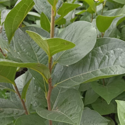 柿子树苗价格行情