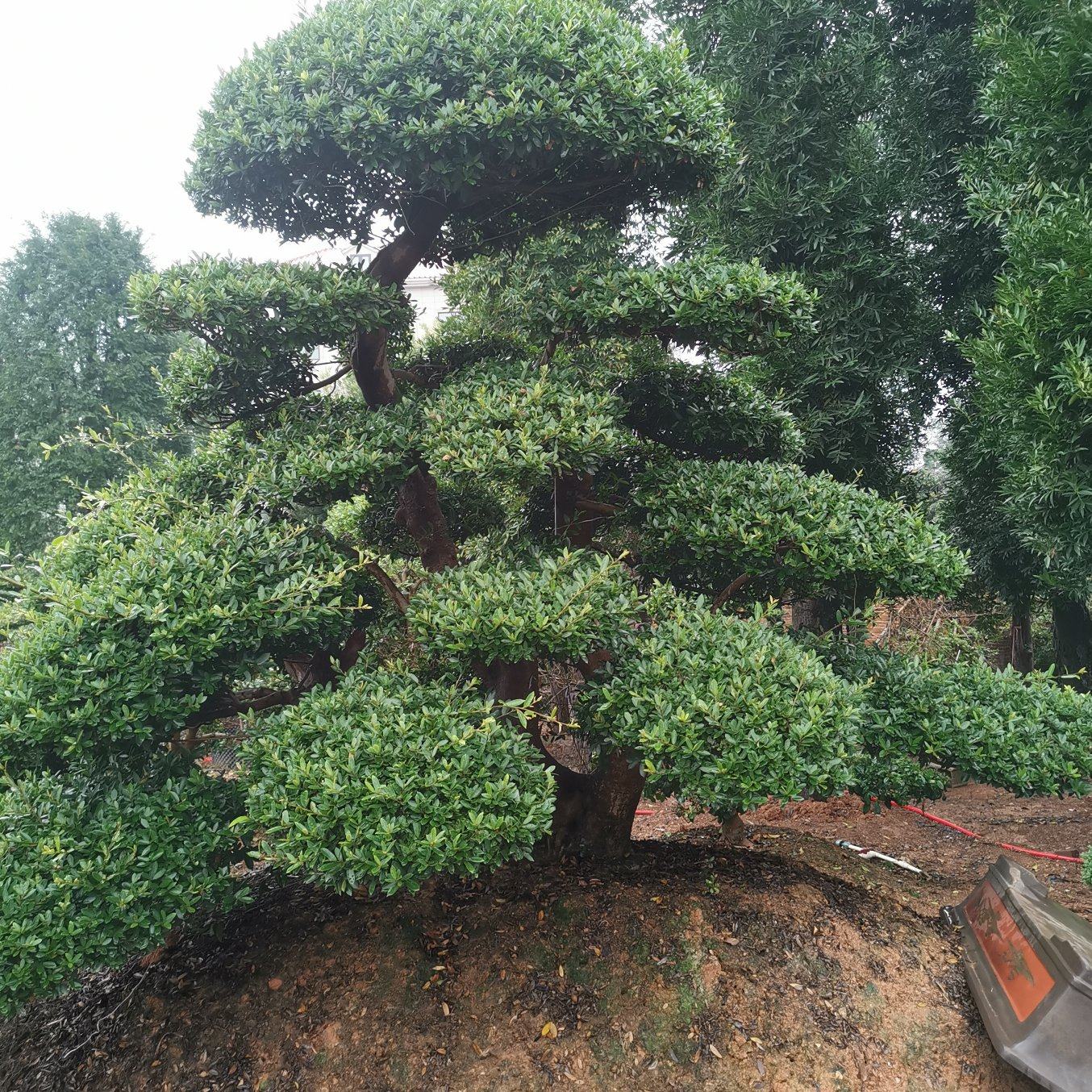 [中华蚊母树批发]湖南长沙浏阳市中华蚊母树 88000.00元/棵 _ 一亩田