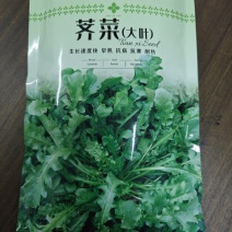 大叶荠菜种籽野生荠菜阳台地菜四季盆栽蔬菜大田播种