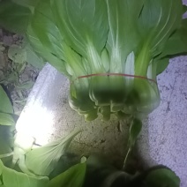 上海青菜苔