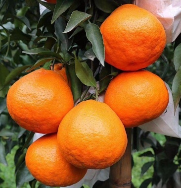 春见耙耙柑纯甜无酸现已大量上市本地靠谱代办诚信服务