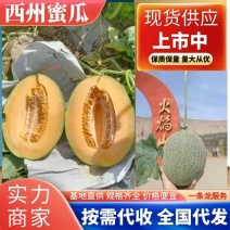 精品晓蜜25哈密瓜价优保质产地供货发货全国
