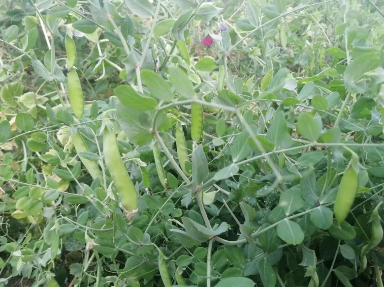 图中展示一片绿意盎然的荷兰豆种植田,藤蔓缠绕,豆荚饱满挂于枝头 荷兰豆田间生长实景图