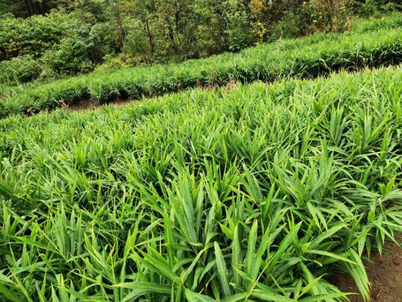 [二黄姜批发]贵州安顺关岭县生姜 3.50元/斤贵州二黄 _ 一亩田