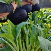 白菜苔菜心产地直供支持全国发货欢迎来电资询洽谈合作共赢