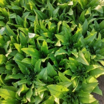油麦菜