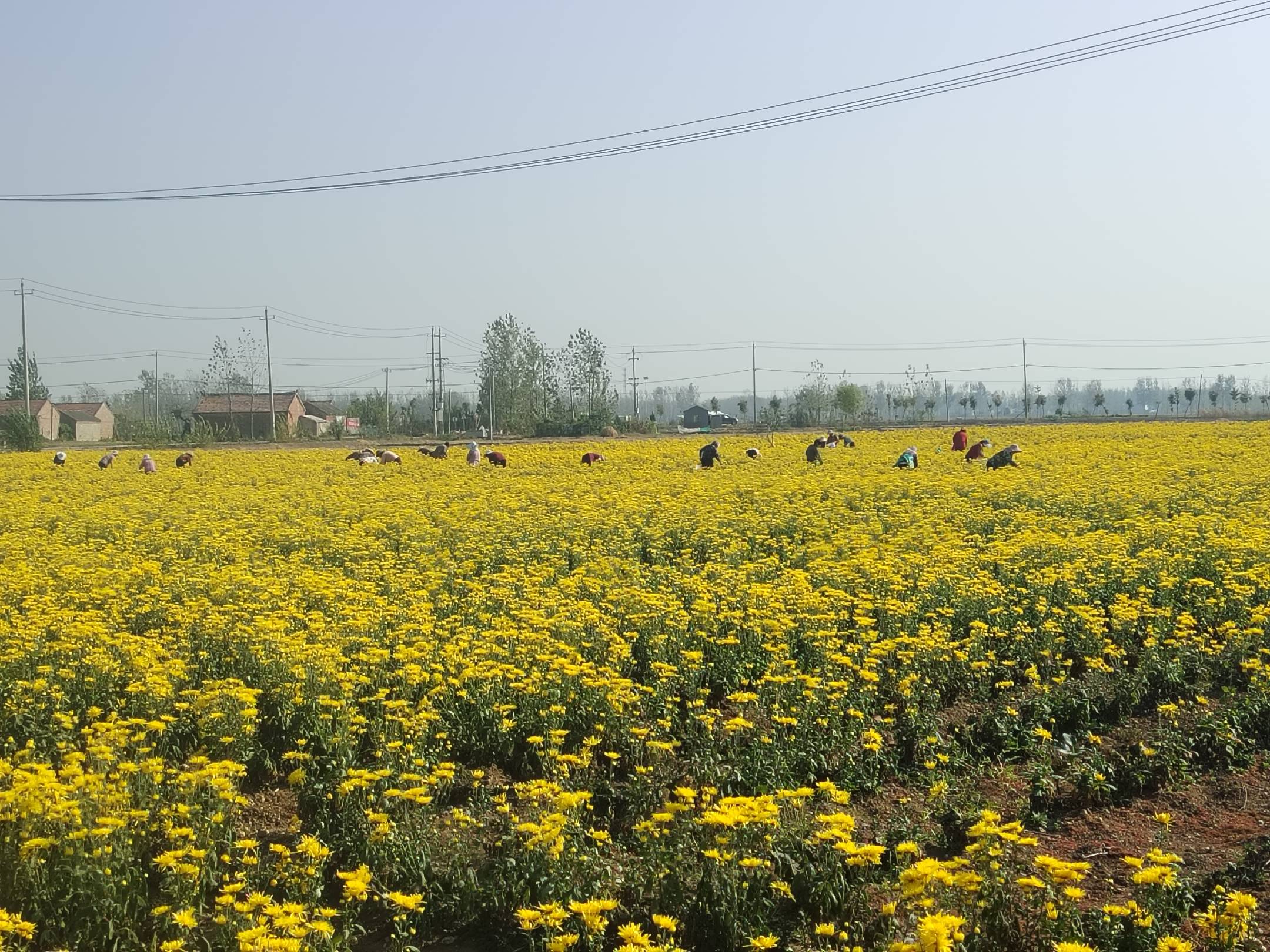 金丝皇菊种植基地全景航拍图,展示成片盛开的菊花田 金丝皇菊种植基地航拍图