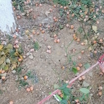 银杏果