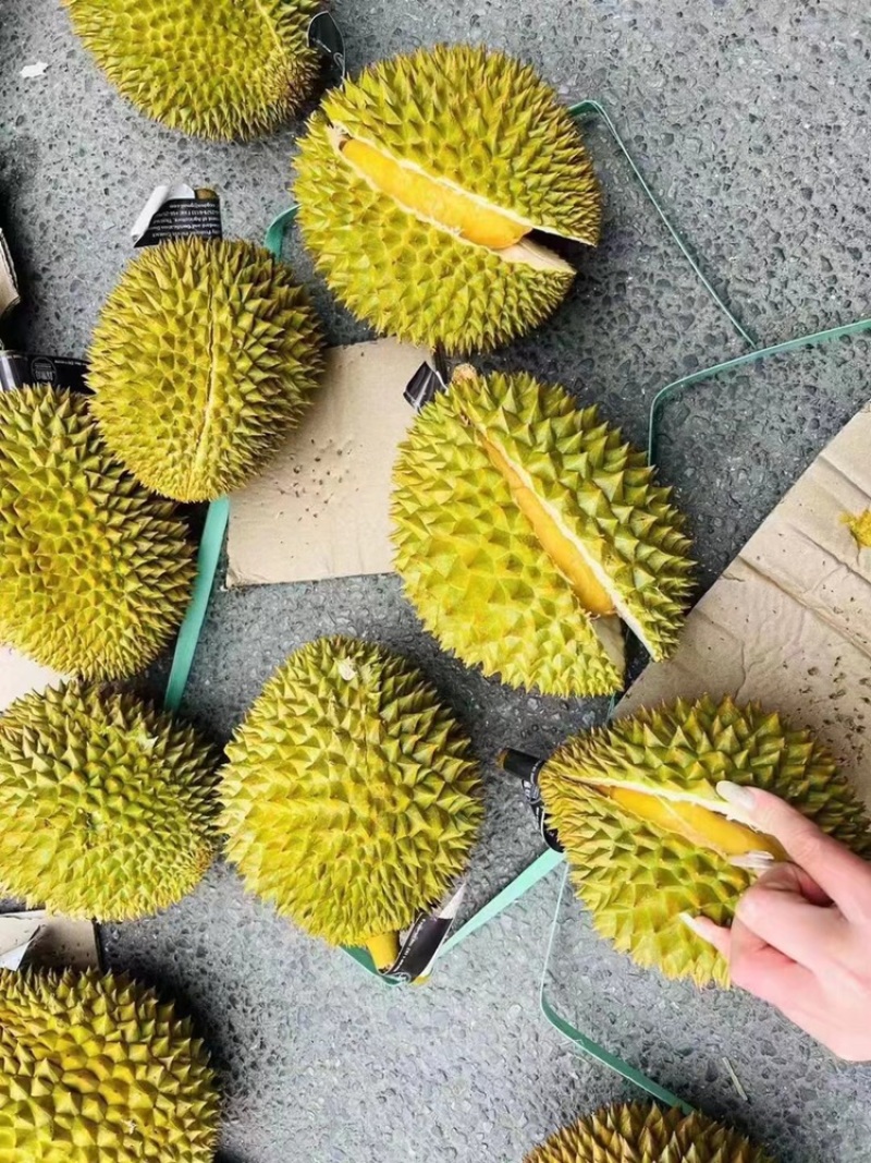 泰国金枕榴莲大量现货一手货源一件起批